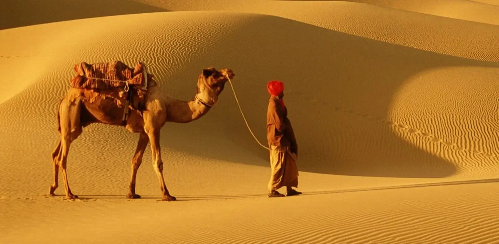 Camel on the golden dunes